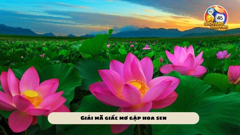 Mơ thấy hoa sen đánh số gì dễ thắng? Giấc mơ hoa sen điềm tốt hay xấu