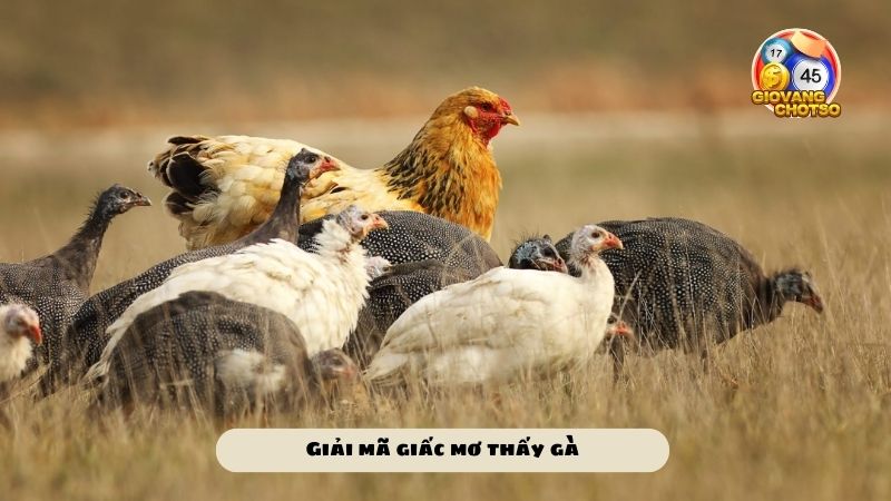 Mơ thấy gà điềm báo gì - Mơ thấy gà đánh lô đề con gì may mắn để ăn