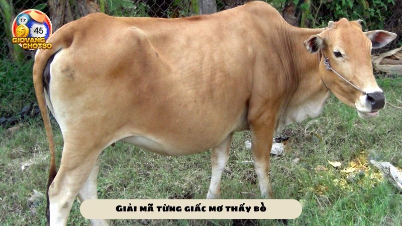 Mơ thấy bò đánh lô đề con gì? Ý nghĩa của việc nằm mơ thấy bò 