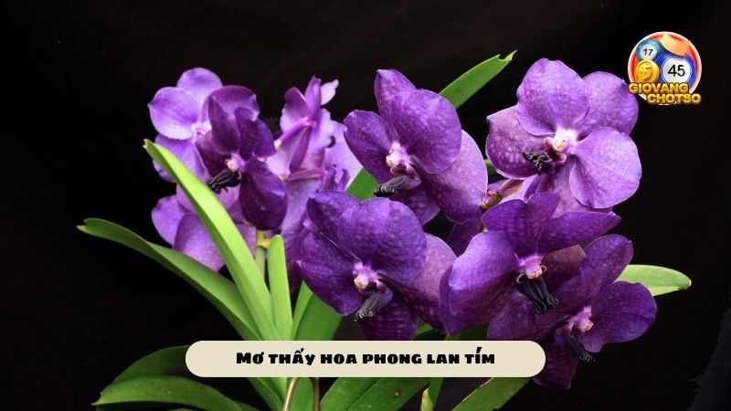 Mơ thấy hoa phong lan đánh số gì? Phân tích về giấc mơ gặp hoa phong lan