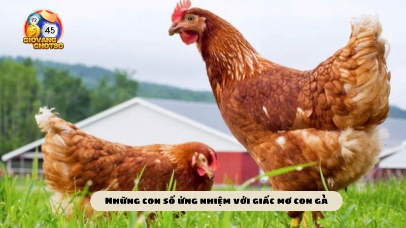 Mơ thấy con gà đánh số gì để may mắn? Tìm hiểu về giấc mơ gặp con gà