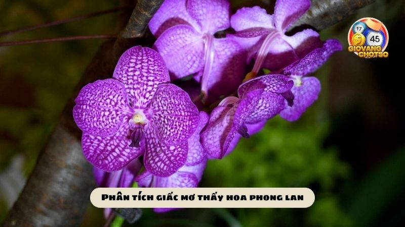 Mơ thấy hoa phong lan đánh số gì? Phân tích về giấc mơ gặp hoa phong lan